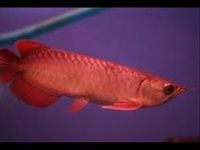 Order Asian Red Arowana fish