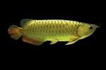 Golden arowana fish for sale