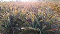 Premium Fresh Mini Pineapple / Phulae Variety, / Northern Th