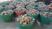 Premium Fresh Mini Pineapple / Phulae Variety, / Northern Th