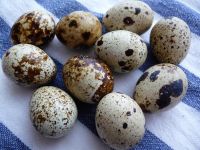 Quality Quail Eggs, Fresh, Best Price