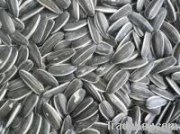 Sunflower seeds