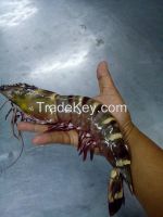 Sea Tiger Prawn, Live Lobsters