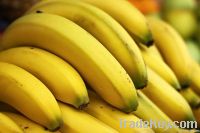 Fresh Cavendish Bananas