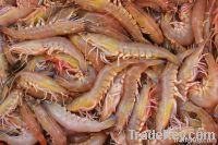 Frozen Seafood (Shrimp/Prawn)