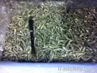 Dried Anchovy / Sprats