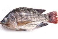 tilapia fish