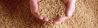 Soybean Meal