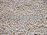 Sorghum