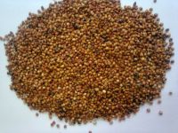 Sorghum