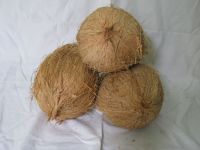 Semi Husked Coconuts