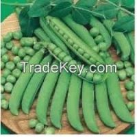 https://www.tradekey.com/product_view/Ashoka-Seeds-5635479.html