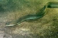Anguilla Rostrata ( Glass Eel and Adult)