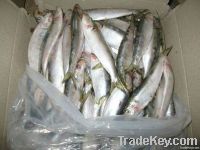 Frozen Fresh Sardine for  Bait