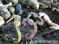 Dried Sea Horse / Cucumber