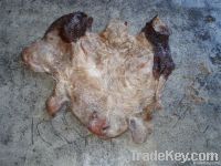 Wet Salted Cow Head Skin