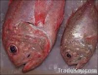 Orange Roughy