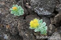 Rhodiola Rosae