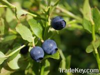 Bilberry