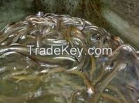 Farm raised live eels (Anguilla anguilla, Bicolor, Japonica, Marmorata )