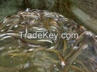 Live Glass Eel/Live Baby Eel Anguilla (Anguilla anguilla, Bicolor, Japonica, Marmorata )