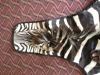 EXOTIC AFRICAN ZEBRA SKIN RUG @ 10FT