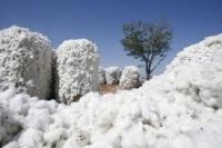 raw cotton importers,raw cotton buyers,raw cotton importer,buy raw cotton,raw cotton buyer,import raw cotton