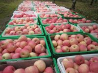  fresh red fuji apple