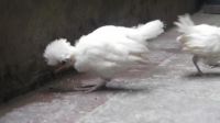 Fancy pigeon and fancy chicken for sale 