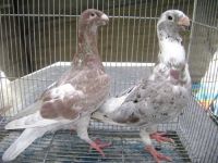 Fancy Pigeons adult , chicks ; feathers and fertile eggs for sale 