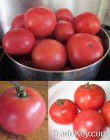 Farm fresh tomatoes