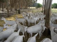 DIARY MILKING SAANEN GOATS