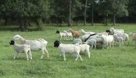 DORPER SHEEP IN BULK