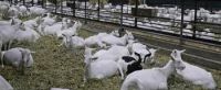 500 DAIRY MILKING SAANEN GOATS FOR SALE