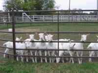 YOUNG DAIRY MILKING SAANEN GOATS FOR SALE