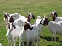 BOER  GOATS FOR SALE