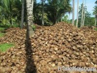 coconut charcoal, coconut shells