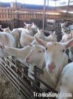 DAIRY MILKING SAANEN GOATS