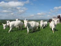 dairy milking saanen goats and boer goats