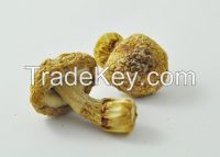 Dried Agaricus Bl...