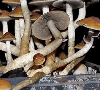 Shrooms, Mushrooms