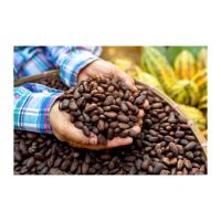 Best Quality Wholesale Cocoa Bean For Sale In Cheap Price