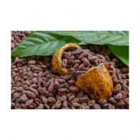 Wholesale Supplier Cocoa Bean For Sale In Cheap Price