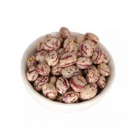 Light Speckled Pinto red Sugar kidney beans price