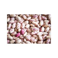Natural Dried Light Speckled Kidney Pinto Beans for sale Sugar Beans