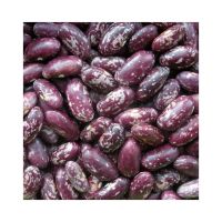 Purple Speckled Kidney Bean / Suppliers/ Purple sparkle kidney beans