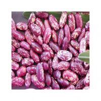 High grade non-GMO 100% natural beans (60/70 grade) Purple speckled kidney beans for food
