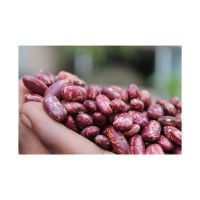 Wholesale Red Speckled Kidney Beans sugar pinto beans for canned food