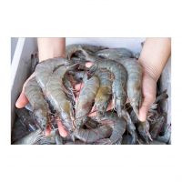 Wholesale Frozen shrimps For Sale In Cheap Price Bulk Quantity Available