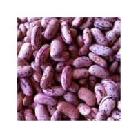 High quality food grade 25 or 50 kg kidney beans natural product Purple speckled kedney beans for food